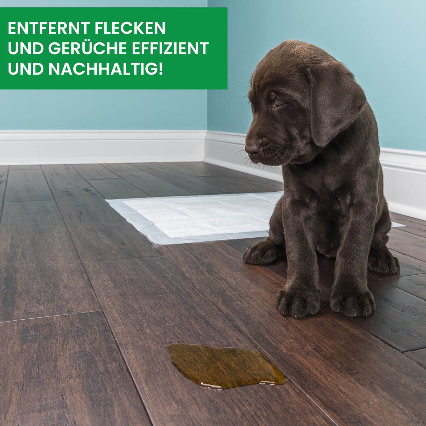 Enzymreiniger gegen Katzenurin und Hundeurin - natürlich, ohne Chemie
